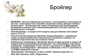 גזעי תרנגולות ברוילר