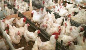 עוף ברוילר סמנה - תמונה של גזע