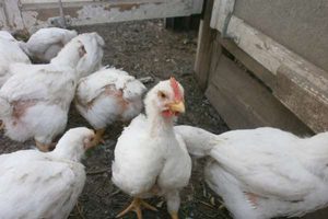 תרנגולות צעירות מגזע הברוילר Gibro-6