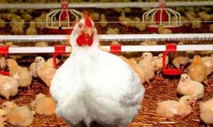 מה ההבדל בין גזע ברוילר-61?