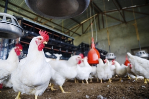 גזע עוף ברוילר-M הוא זן בשר פופולרי.