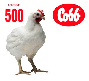גזע COBB-500 - איך נראות תרנגולות ברוילר?