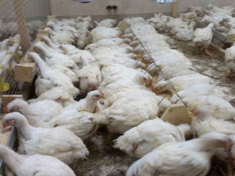 איך לשמור כראוי על ברוילרים