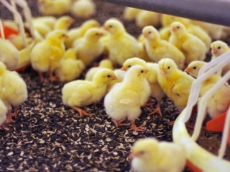 תרנגולות ברוילר - התינוקות האלה בני יום אחד בלבד