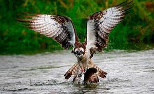 ציד עיטמים - תמונות נדירות