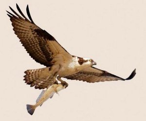 העוזר הוא עוף טורף.