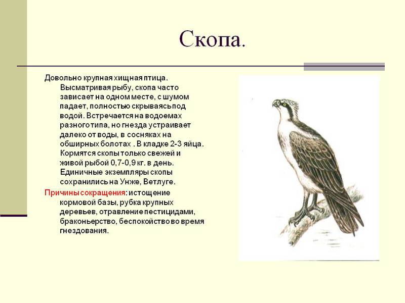 עיטם - מאפייני גזע הציפורים ותיאור מפורט