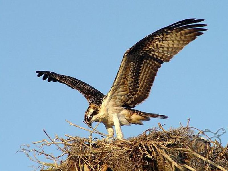 עיטם בקן על הסלעים - חוזר מציד