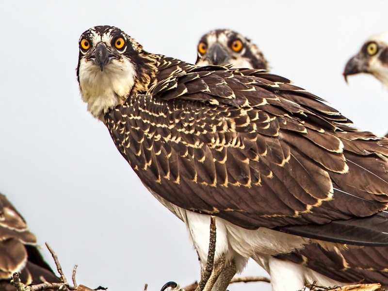 איך נראה עיטם? - תמונה של הציפור