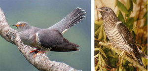 מה אוכלת קוקייה?