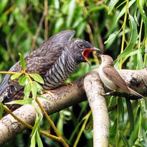 קוקייה מצויה - ציפורי רוסיה קוקייה מצויה - מאפיינים והרגלים