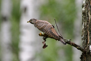 קוקיות חיות ביערות והן עופות דורסים.