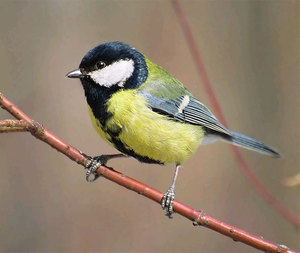 תיאור וסגנון חיים של הציצי