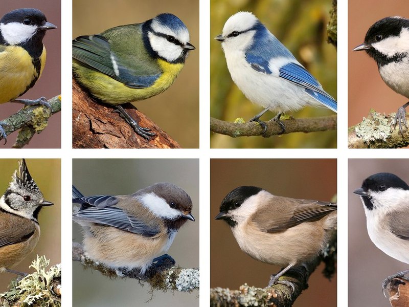 איך לזהות יגזוז