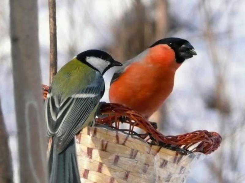 באילו אזורים חי הירגזי?