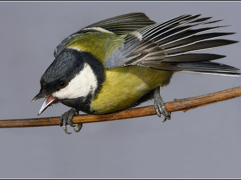 תזונת הירגזי