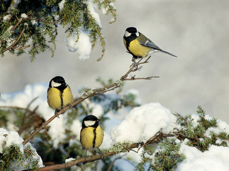 איך נראה ירגזי?