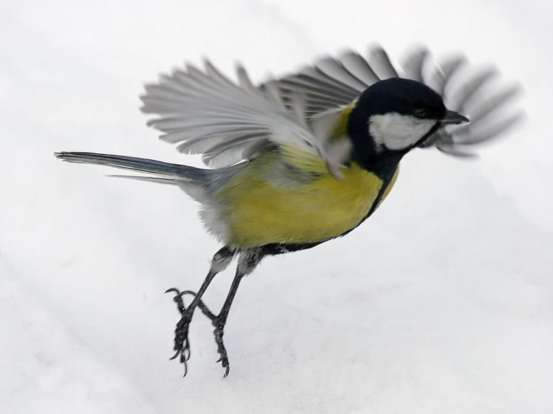 האכלת הירגזי