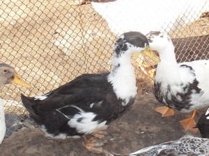 תיאור גזעי ברווזים: רבייה במשקי בית, תמונות