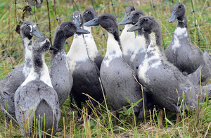ברווזים כחולים שוודיים