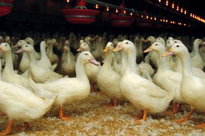 ברווזי פקין