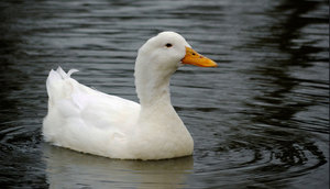 תמונה של ברווז איילסברי