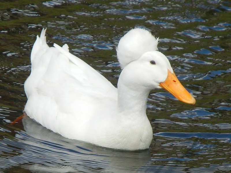 ברווז מצויץ