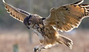 רשימת עופות דורסים: מאפיינים עיקריים של מינים