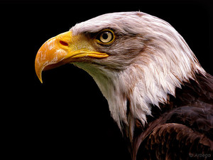 רשימת הציפורים הדורשות הכי הרבה