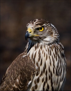 עופות דורסים ומאפייניהם