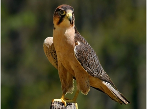 בית גידול של עופות דורסים