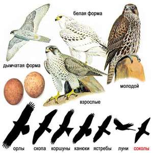 מאפייני עופות דורסים