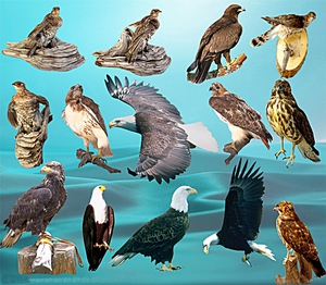 הציפורים הטורפות ביותר