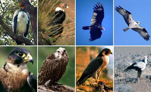 כיצד מתנהגות ציפורי טרף?