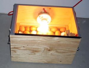 הכנת אינקובטור בעצמך