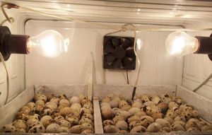 ממה להכין אינקובטור