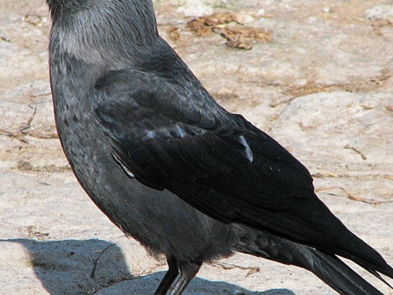 האם הקאק הוא עוף נודד או לא? איך לזהות עורב