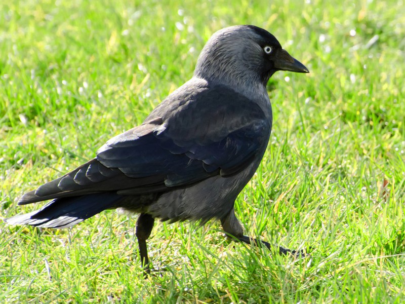 איך חי עורב? איזה סוג של ציפור היא עורב?