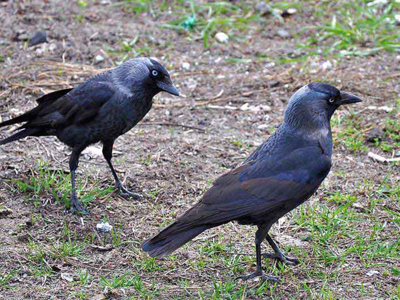 ציפור עורב מראהו של עורב