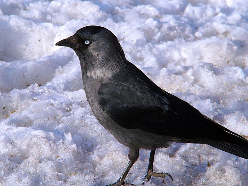 מאפייני הקאק הציפור נראית כמו עורב