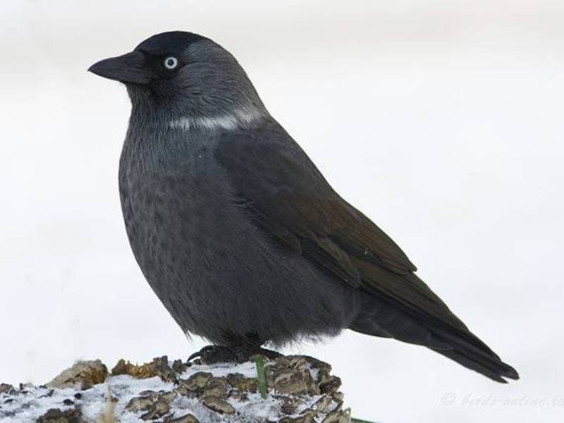 תיאור של עורבים מהם הרגליו של עורב?