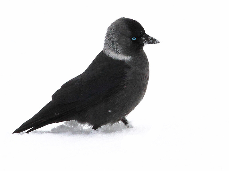 תזונת הקאק בית הגידול של הקאק