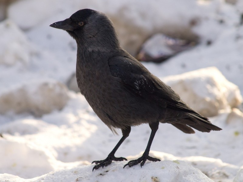 צבע הקאק איך עורב ניזון?