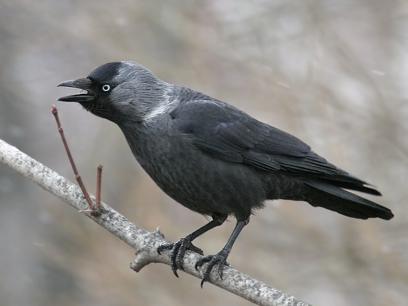 תיאור ציפור הקאקדאו אורח חייו של הקאק