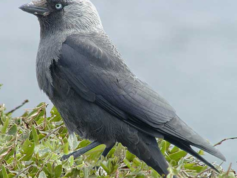 ציפור עורב מה אוכל עורב?