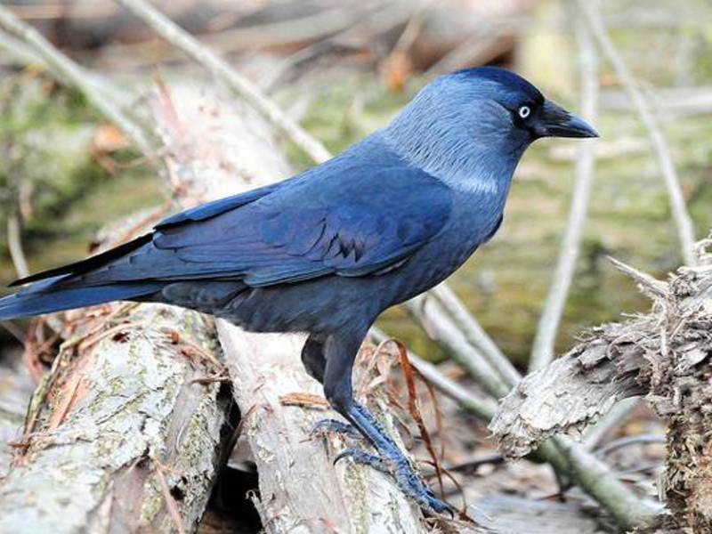 הרגלי הקאק קאק מצוי