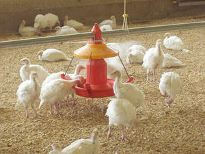 אילו תנאים יש ליצור לגידול עופות הודו?