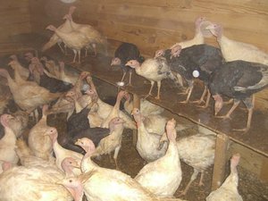 שמירה על תרנגולי הודו בבית