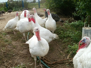 כללים לטיפול והאכלת תרנגולי הודו