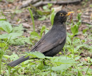 האם קיכלי הם ציפורים נודדות או לא?